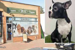 Duo Steals Boston Terrier Puppy From New Hyde Park Pet Store