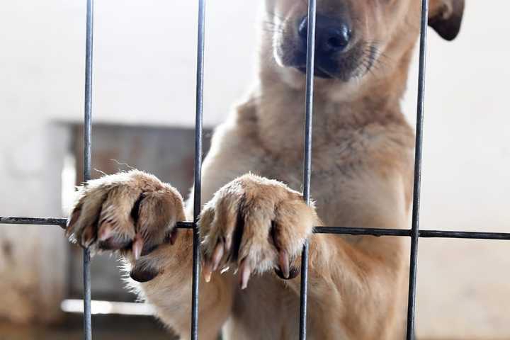 Emaciated Dog Found In Abandoned Car, Woman From Region Charged