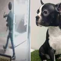 <p>Surveillance footage shows a boy stealing a 4-month-old Boston Terrier puppy from New Hyde Park pet store The Left Paw on Wednesday, Jan. 11.</p>