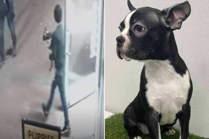 Surveillance footage shows a boy stealing a 4-month-old Boston Terrier puppy from New Hyde Park pet store The Left Paw on Wednesday, Jan. 11.