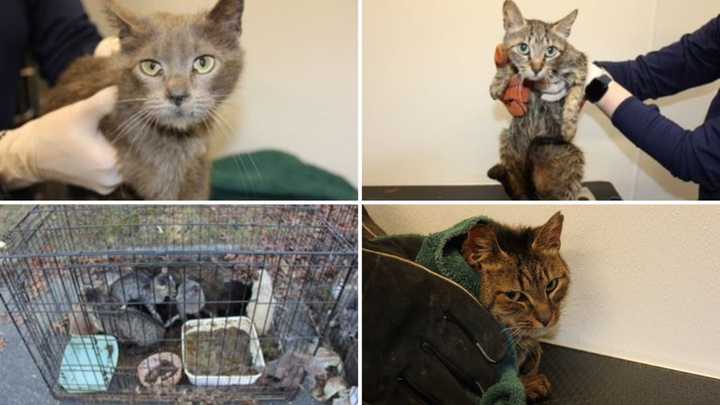 A father and son are facing charges after police said more than two dozen cats were found living in hoarding conditions at their Islip home.