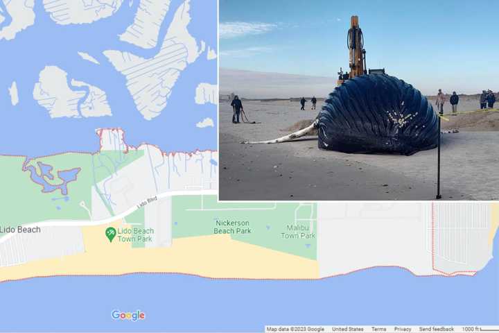 Dead Whale Found In Lido Beach