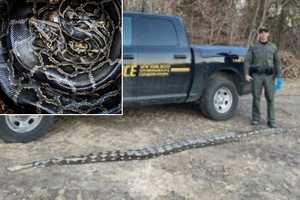 Slithery Surprise: 14-Foot Python Found On Side Of Medford Road