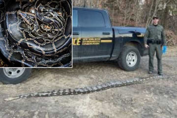 Slithery Surprise: 14-Foot Python Found On Side Of NY Road