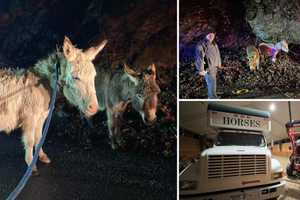 Donkeys Found Roaming On Pound Ridge Road In Bedford