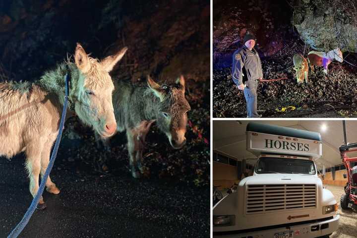 Donkeys Found Roaming On Pound Ridge Road In Bedford