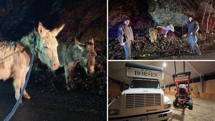 Two lost donkeys were found by police officers in Bedford on Pound Ridge Road and taken to temporary stalls before being returned to their owner.