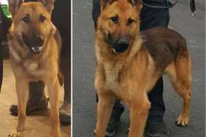 Police Dog Stabbed 12 Times, Officer Injured During Burglary Arrest In Region