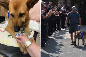 New Update: Police Dog Stabbed During Arrest In Region Released From Vet: 'Remarkable Recovery'