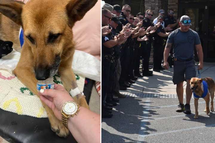 New Update: Police Dog Stabbed During Arrest In Troy Released From Vet: 'Remarkable Recovery'