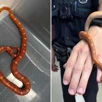 <p>Police are asking for tips after a snake was discovered inside a Hudson business on Wednesday morning, July 12.</p>