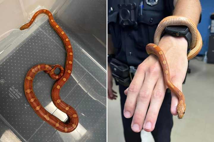 Missing A Snake? Slithery Intruder Found At Capital Region Business