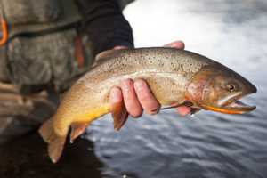 Orange County Fisherman On Hook After Making Hundreds Off Illegally Sold Trout, Police Say