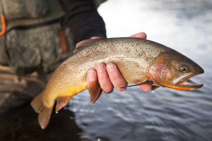 NY Fisherman On Hook After Making Hundreds Off Illegally Sold Trout, Police Say