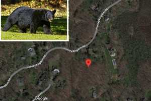 New Update: Bear Killed After Attacking Child In Hudson Valley Tests Negative For Rabies