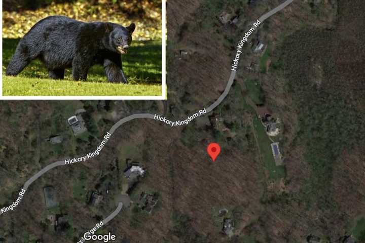 New Update: Bear Killed After Attacking Child In North Castle Tests Negative For Rabies