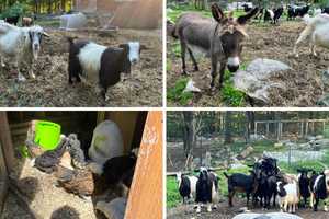 Over 65 Farm Animals, Dogs To Be Rehomed After Kennel Proprietor Found Dead In Hudson Valley