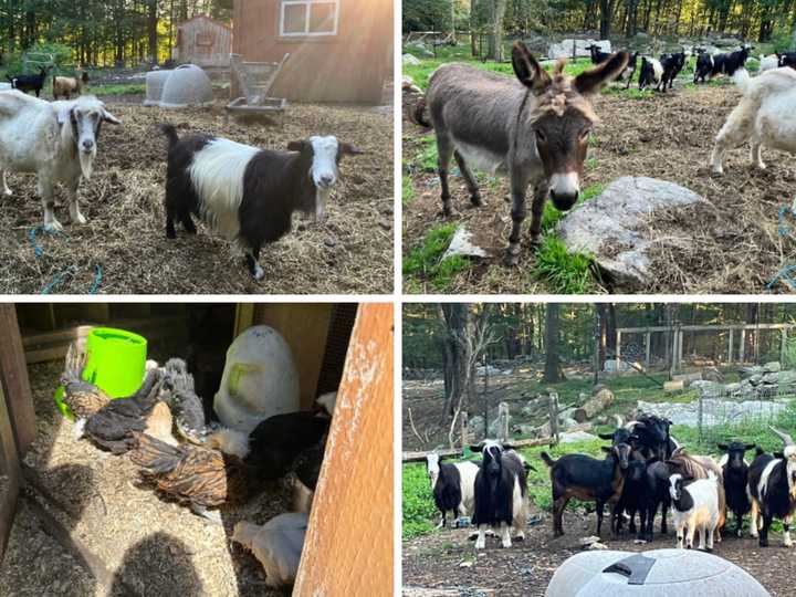 Over 65 farm animals, including dogs, cats, goats, chickens, ducks, and donkeys, will have to be rehomed after their owner was found dead at a Putnam Valley kennel.