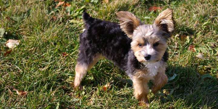 A Yorkshire Terrier-Maltese mix. Note: this is not the same dog involved in Franklin&#x27;s arrest.