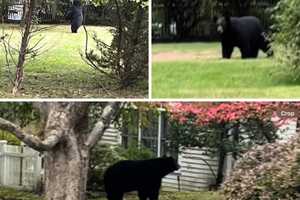 Bear Spotted In Bedford Backyard: Here's Where