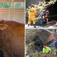 <p>A cow named Blossom was rescued from a culvert in a ravine underneath Route 9 near the Middletown/Higganum line after a multi-day effort by first responders.&nbsp;</p>