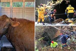 Trapped Cow Rescued From Culvert Near Middletown Border After 'Exceptional' Multi-Day Effort