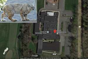 Bobcat Sighting Results In Police Response At School In Hudson Valley