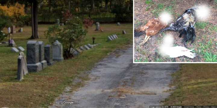 The Suffolk County SPCA is investigating after multiple dead, mutilated animals were found at Union Cemetery in Middle Island and Old Baptist Cemetery in Coram.&nbsp;
  
