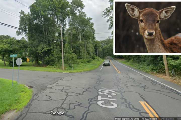 Woman Injured After Pickup Truck Hits Deer, Sends It Flying Into Her SUV In CT: Police