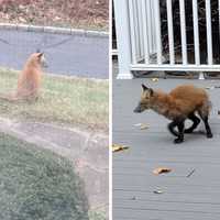 <p>A red fox was seen visiting a New Canaan home.&nbsp;</p>