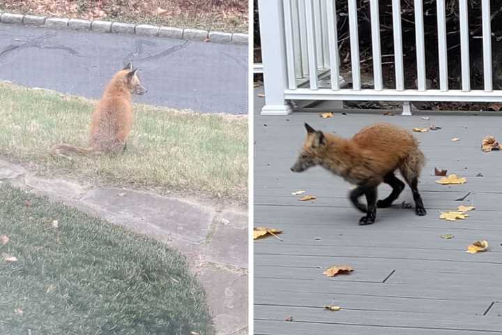 Red Fox Stops By New Canaan Home: They 'Need Not Be Feared,' Officials Say