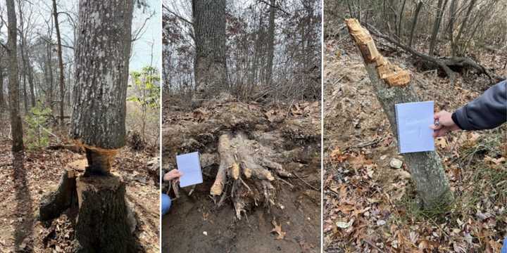 A Mastic man is accused of removing trees and vegetation from an approximately 1,150 square-foot area at Commerdinger County Park.