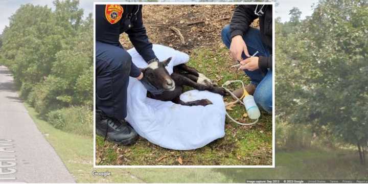 Suffolk County Police officers tend to a sheep that was found tied to a tree in a wooded area of East Moriches on Thursday, Dec. 7.&nbsp;