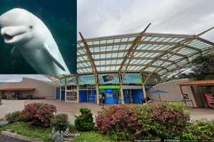 Beluga Whale Dies At Mystic Aquarium