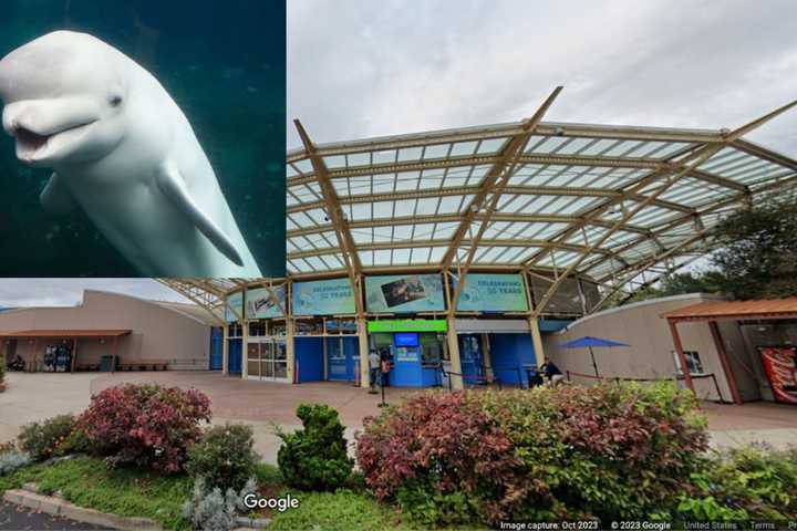 Beluga Whale Dies At Mystic Aquarium In CT