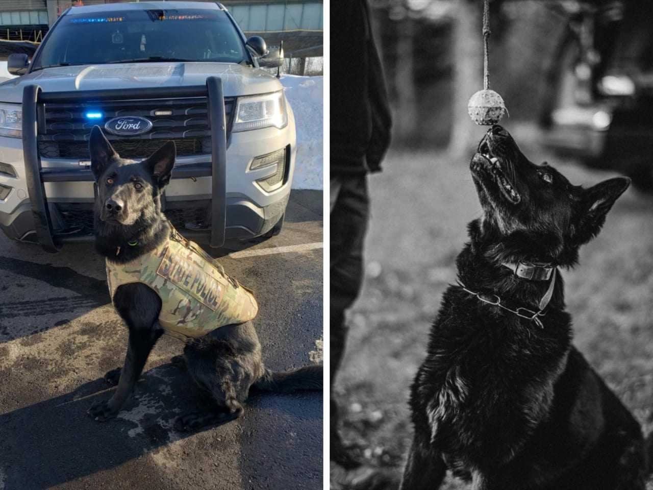 CT State Police K9 Killed In Line Of Duty: 'Was Hero In Every Sense ...