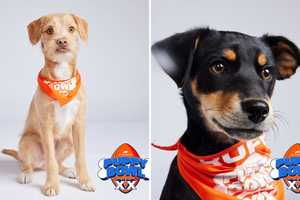 'We're So Proud': Animal Planet's Puppy Bowl To Feature 2 Dogs From Hudson Valley