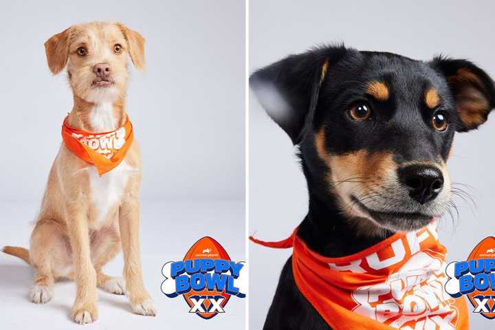 'We're So Proud': Animal Planet's Puppy Bowl To Feature 2 Dogs From Westchester