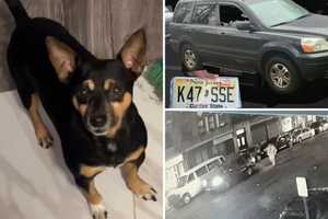 Update: Police Still Searching For Vehicle With Dog Inside Stolen In Mount Vernon