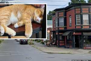 'Inexcusable': Owner Of Capital Region Deli Admits Abandoning Cat In Sub-Freezing Temps