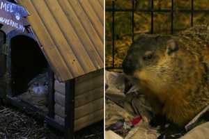 Early Spring Or More Winter? Malverne's Prognosticating Groundhog Has Spoken