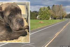 ‘Shameful, Cowardly’: Cancer-Stricken Dog Abandoned Along Capital Region Highway