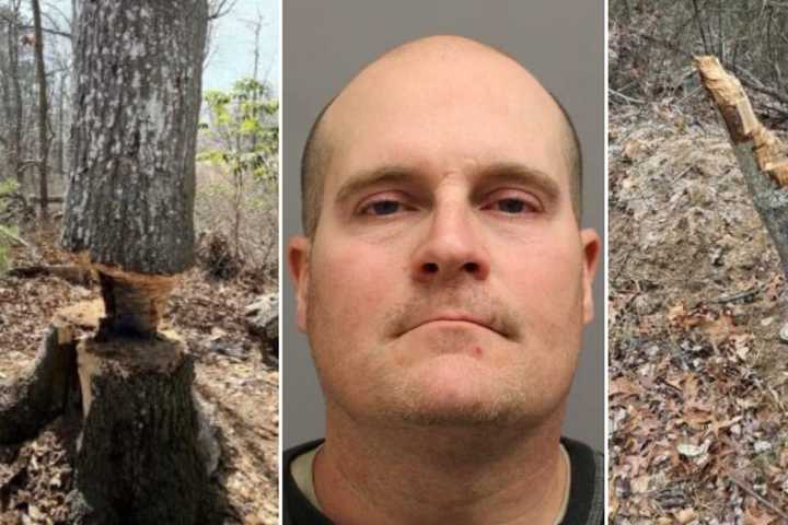 Fitting Punishment Awaits Man Who Cleared $20K Of Timber From Nesconset Park, DA Says