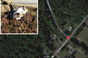 Feral Cat Tests Positive For Rabies In Putnam Valley: Here's Where It Was Found