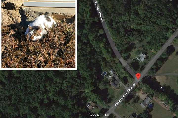 Feral Cat Tests Positive For Rabies In Putnam Valley: Here's Where It Was Found