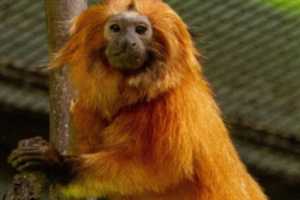 CT's Beardsley Zoo Announces Death Of Beloved Golden Lion Tamarin