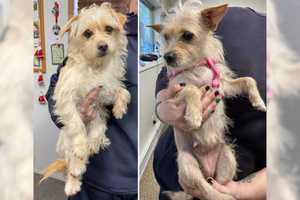 Canines 'Thelma & Louise' Abandoned At Long Island Park; $5K Reward Offered For Information