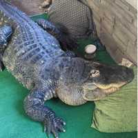 <p>Tony Cavallaro with his reptile companion of 34 years, Albert the alligator.&nbsp;</p>