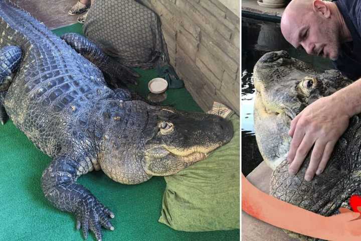 Where's Albert? 11-Foot Gator's Seizure From NY Home Sparks Backlash: 'Kind Of Messed Up'