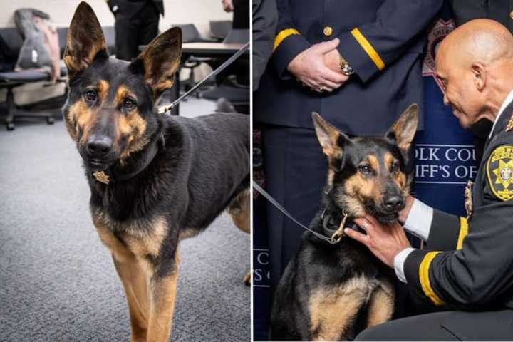 Paw Patrol: Suffolk County's Newest K-9 Already Proving His Police Chops